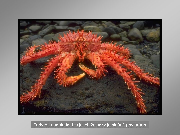 Turisté tu nehladoví, o jejich žaludky je slušně postaráno 