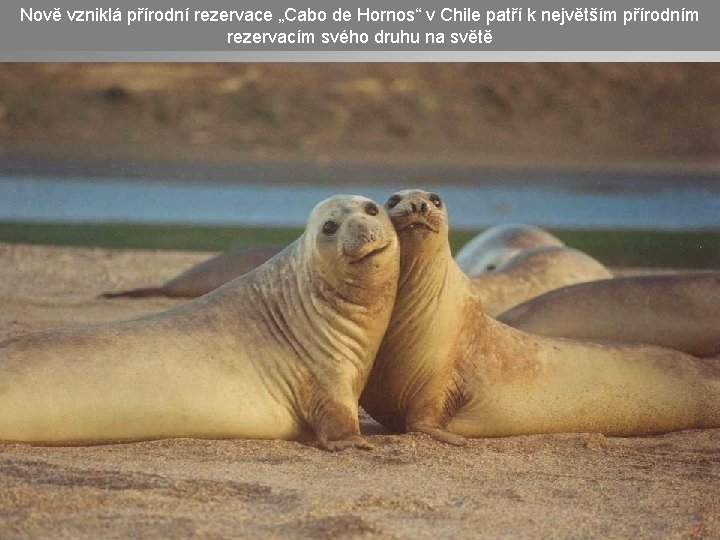 Nově vzniklá přírodní rezervace „Cabo de Hornos“ v Chile patří k největším přírodním rezervacím