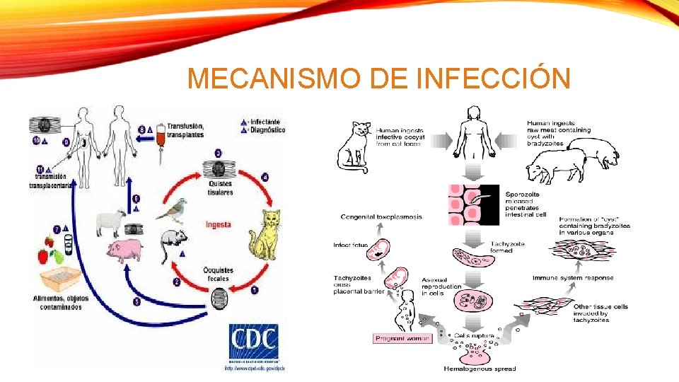 MECANISMO DE INFECCIÓN 
