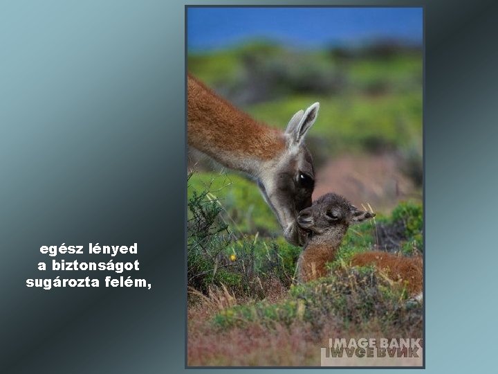 egész lényed a biztonságot sugározta felém, 