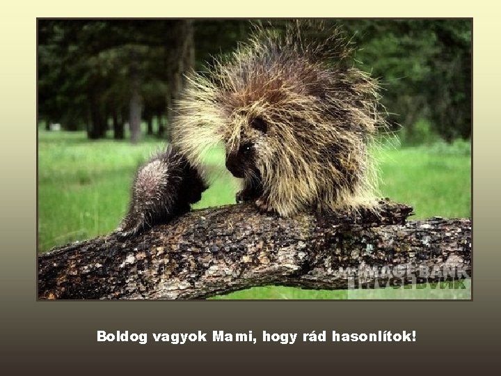 Boldog vagyok Mami, hogy rád hasonlítok! 