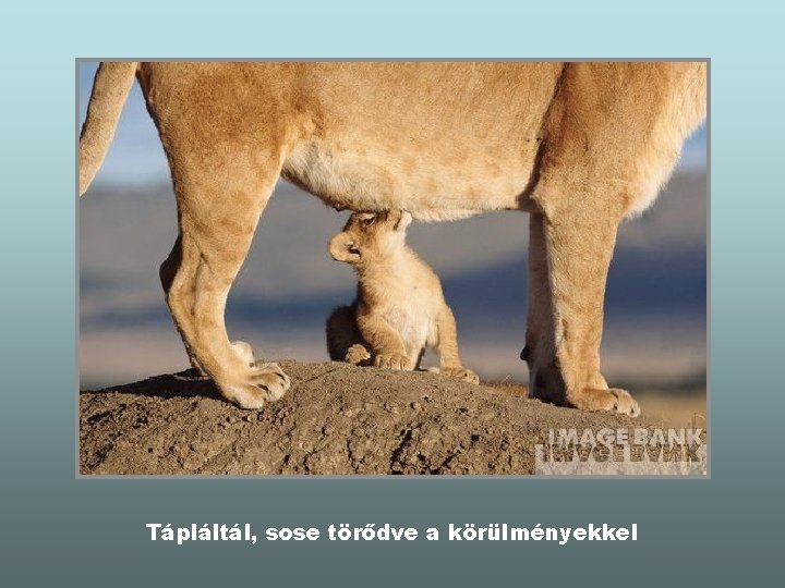 Tápláltál, sose törődve a körülményekkel 