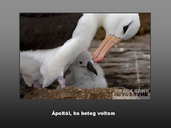 Ápoltál, ha beteg voltam 