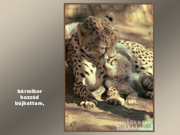 bármikor hozzád bújhattam, 