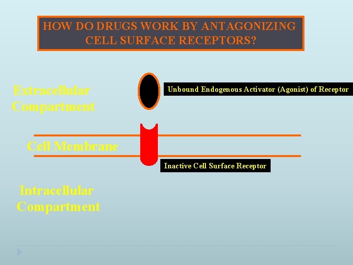 HOW DO DRUGS WORK BY ANTAGONIZING CELL SURFACE RECEPTORS? Extracellular Compartment Unbound Endogenous Activator