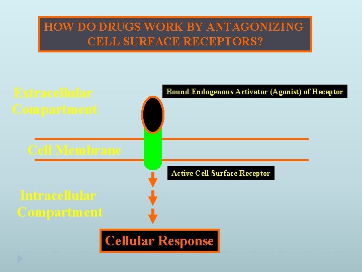 HOW DO DRUGS WORK BY ANTAGONIZING CELL SURFACE RECEPTORS? Extracellular Compartment Bound Endogenous Activator
