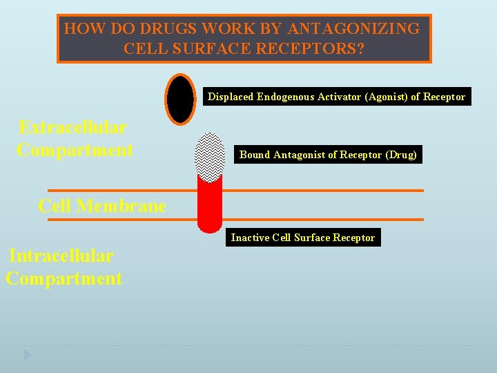 HOW DO DRUGS WORK BY ANTAGONIZING CELL SURFACE RECEPTORS? Displaced Endogenous Activator (Agonist) of