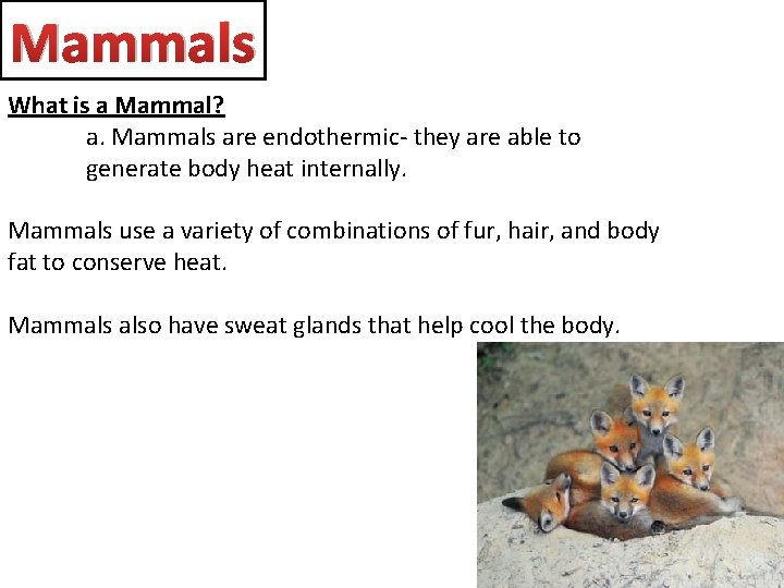 Mammals What is a Mammal? a. Mammals are endothermic- they are able to generate