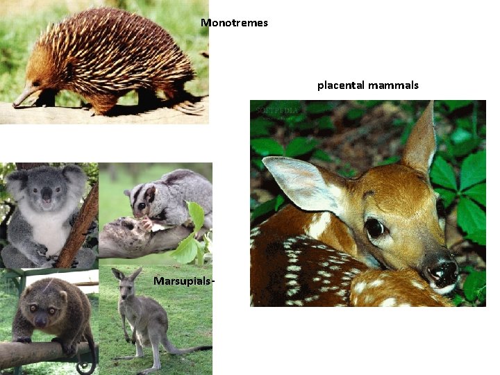 Monotremes placental mammals Marsupials- 