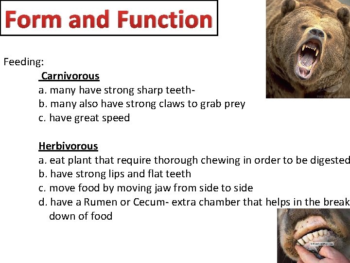 Form and Function Feeding: Carnivorous a. many have strong sharp teethb. many also have