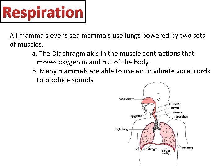 Respiration All mammals evens sea mammals use lungs powered by two sets of muscles.