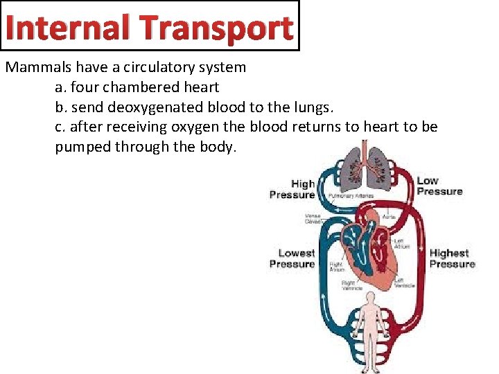 Internal Transport Mammals have a circulatory system a. four chambered heart b. send deoxygenated