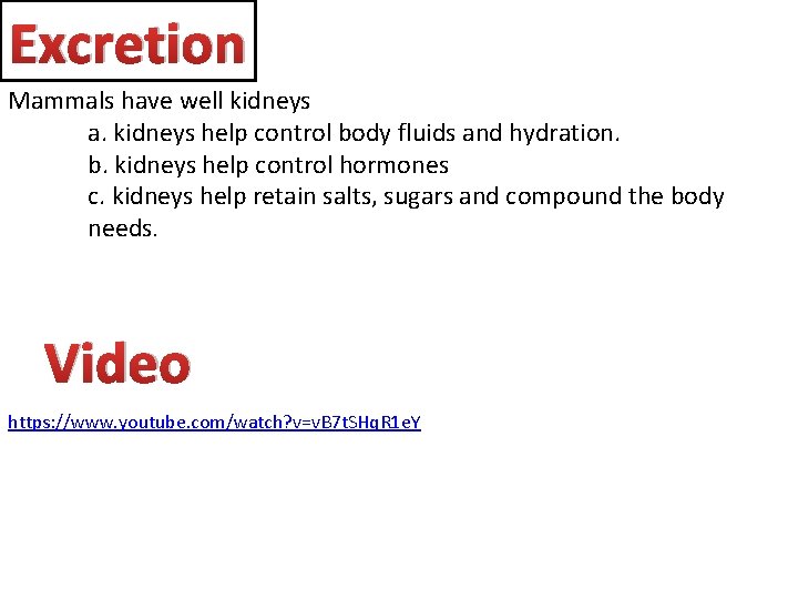 Excretion Mammals have well kidneys a. kidneys help control body fluids and hydration. b.