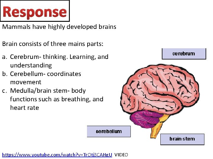 Response Mammals have highly developed brains Brain consists of three mains parts: a. Cerebrum-