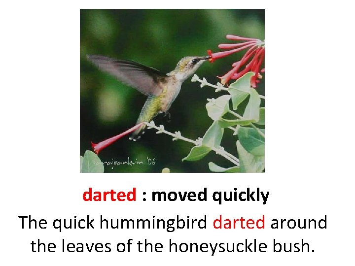 darted : moved quickly The quick hummingbird darted around the leaves of the honeysuckle