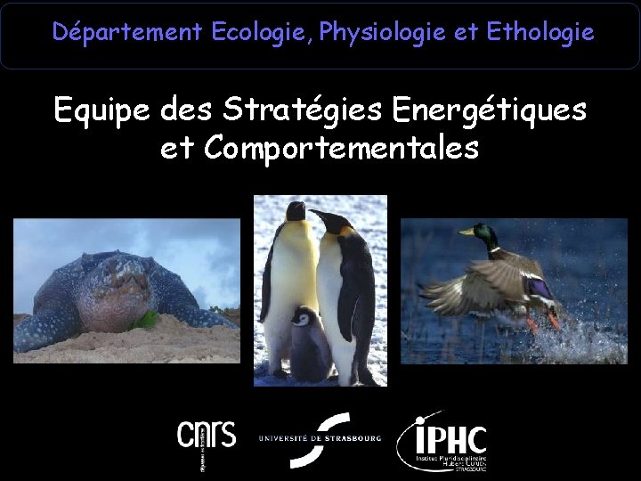 Département Ecologie, Physiologie et Ethologie Equipe des Stratégies Energétiques et Comportementales 