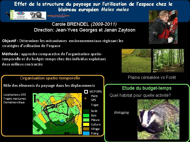 Effet de la structure du paysage sur l’utilisation de l’espace chez le blaireau européen