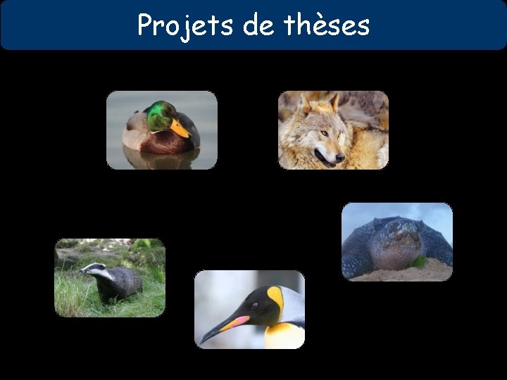 Projets de thèses 