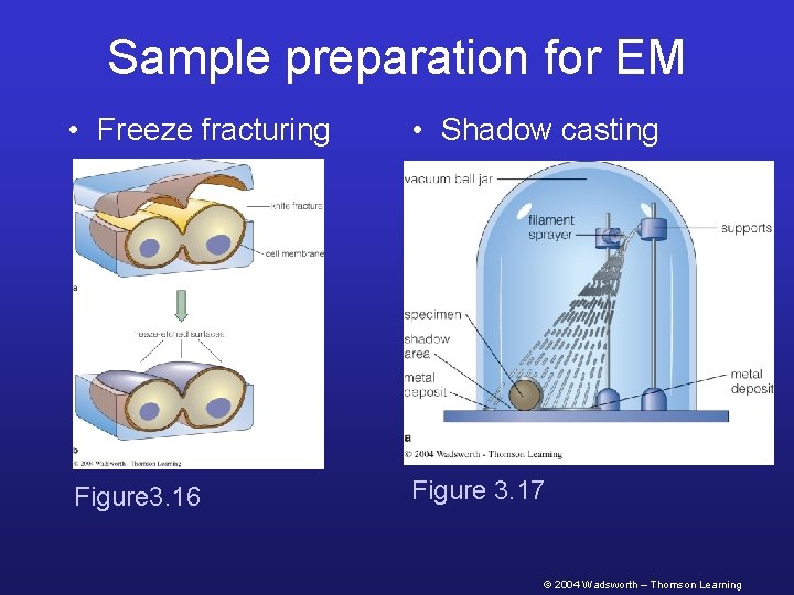 Sample preparation for EM • Freeze fracturing • Shadow casting Figure 3. 16 Figure