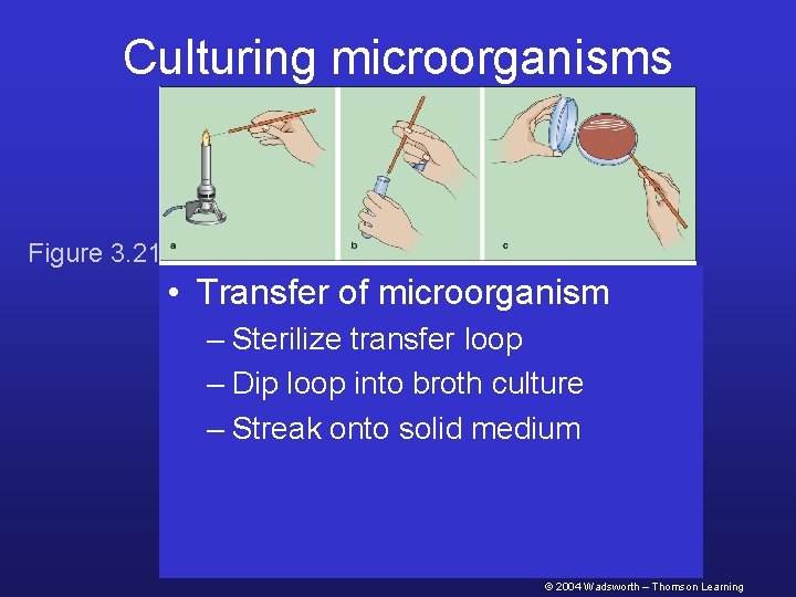Culturing microorganisms Figure 3. 21 • Transfer of microorganism – Sterilize transfer loop –