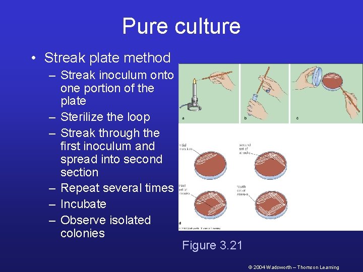Pure culture • Streak plate method – Streak inoculum onto one portion of the