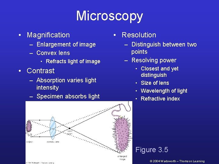 Microscopy • Magnification – Enlargement of image – Convex lens • Refracts light of