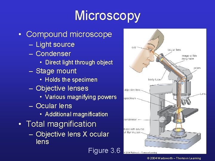 Microscopy • Compound microscope – Light source – Condenser • Direct light through object