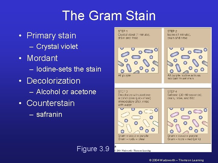 The Gram Stain • Primary stain – Crystal violet • Mordant – Iodine-sets the