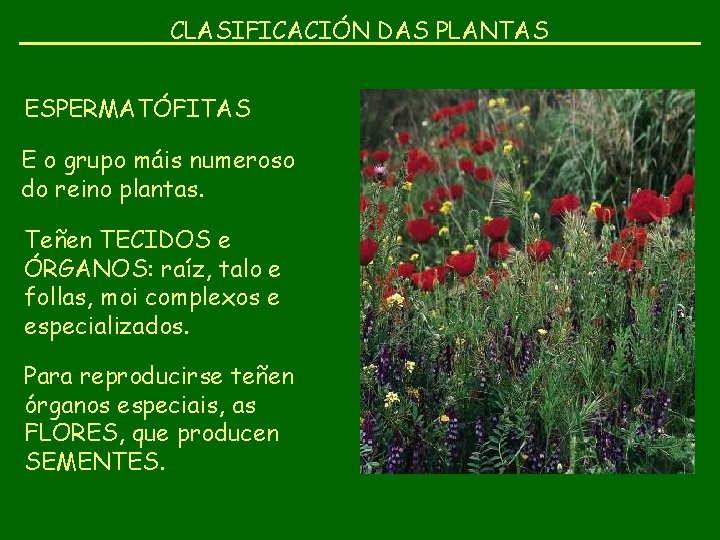 CLASIFICACIÓN DAS PLANTAS ESPERMATÓFITAS E o grupo máis numeroso do reino plantas. Teñen TECIDOS