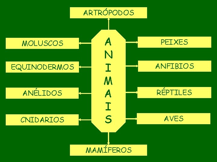 ARTRÓPODOS MOLUSCOS EQUINODERMOS ANÉLIDOS CNIDARIOS A N I M A I S MAMÍFEROS PEIXES