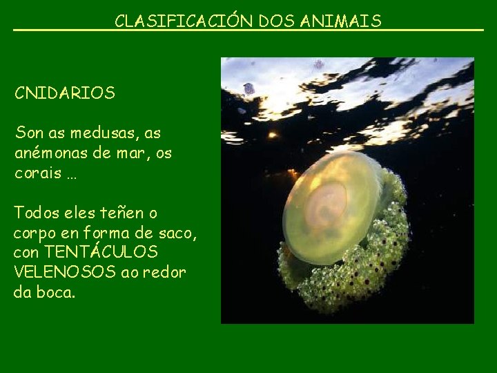 CLASIFICACIÓN DOS ANIMAIS CNIDARIOS Son as medusas, as anémonas de mar, os corais …