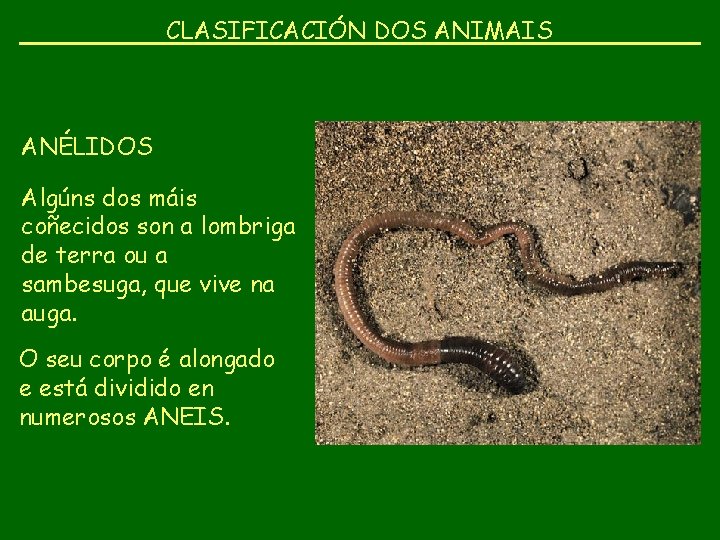 CLASIFICACIÓN DOS ANIMAIS ANÉLIDOS Algúns dos máis coñecidos son a lombriga de terra ou