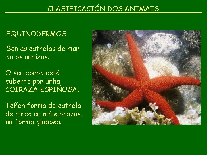 CLASIFICACIÓN DOS ANIMAIS EQUINODERMOS Son as estrelas de mar ou os ourizos. O seu