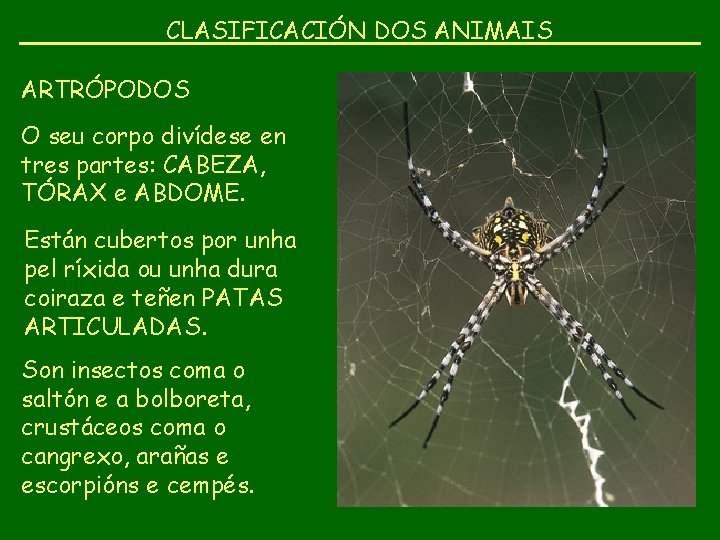 CLASIFICACIÓN DOS ANIMAIS ARTRÓPODOS O seu corpo divídese en tres partes: CABEZA, TÓRAX e