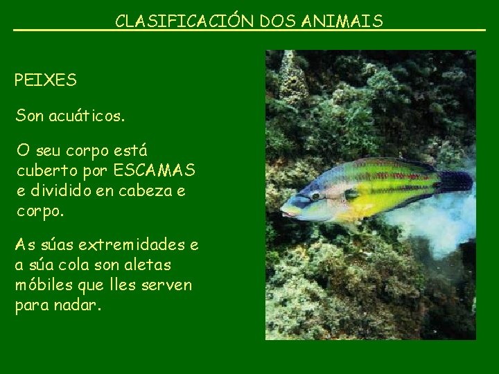 CLASIFICACIÓN DOS ANIMAIS PEIXES Son acuáticos. O seu corpo está cuberto por ESCAMAS e