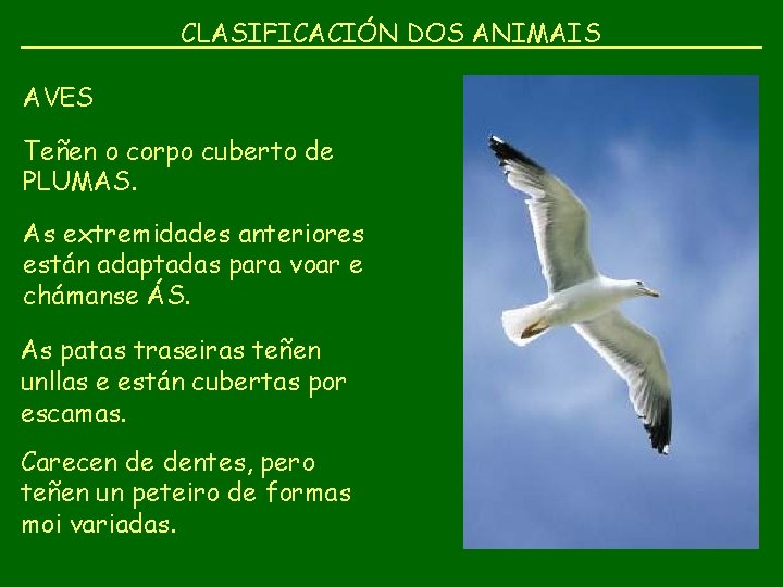 CLASIFICACIÓN DOS ANIMAIS AVES Teñen o corpo cuberto de PLUMAS. As extremidades anteriores están