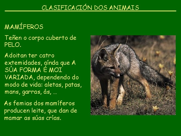 CLASIFICACIÓN DOS ANIMAIS MAMÍFEROS Teñen o corpo cuberto de PELO. Adoitan ter catro extemidades,