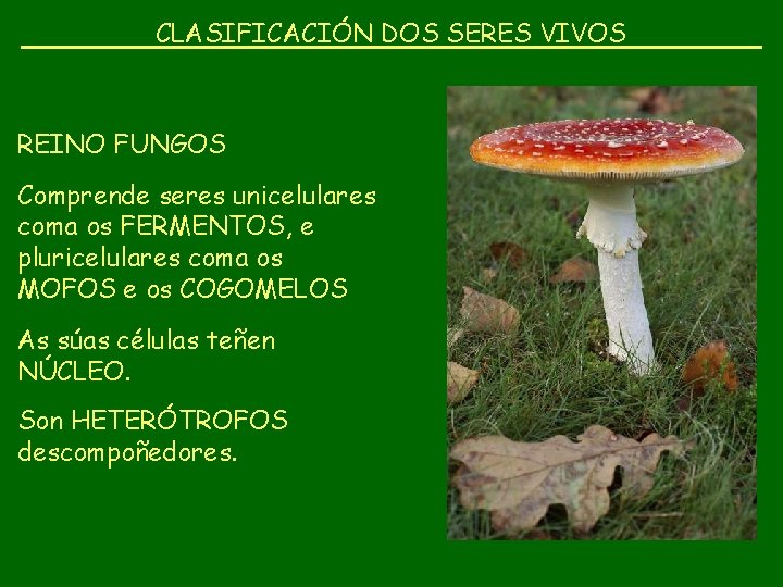 CLASIFICACIÓN DOS SERES VIVOS REINO FUNGOS Comprende seres unicelulares coma os FERMENTOS, e pluricelulares