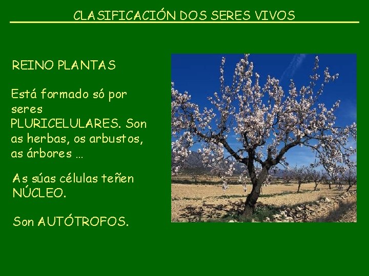 CLASIFICACIÓN DOS SERES VIVOS REINO PLANTAS Está formado só por seres PLURICELULARES. Son as