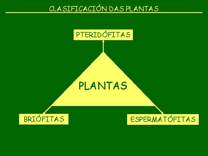 CLASIFICACIÓN DAS PLANTAS PTERIDÓFITAS SERES PLANTAS VIVOS BRIÓFITAS ESPERMATÓFITAS 