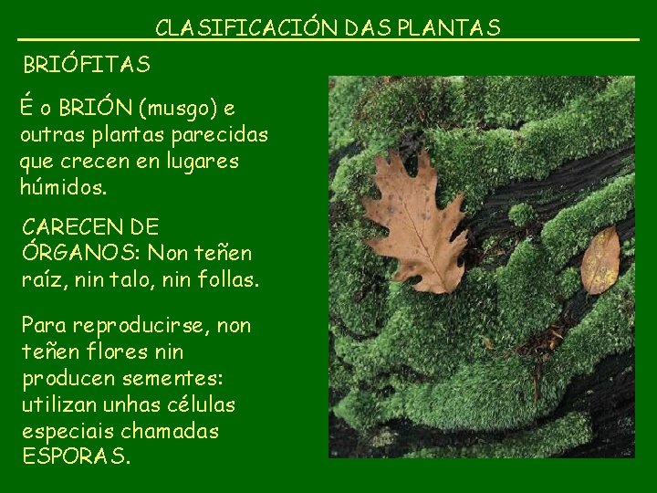 CLASIFICACIÓN DAS PLANTAS BRIÓFITAS É o BRIÓN (musgo) e outras plantas parecidas que crecen