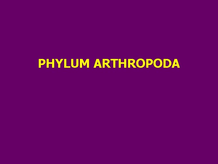 PHYLUM ARTHROPODA ` 