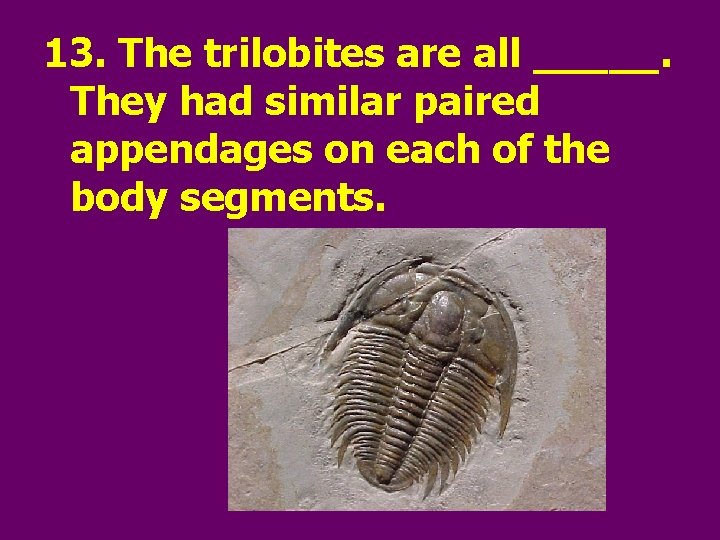 13. The trilobites are all _____. They had similar paired appendages on each of