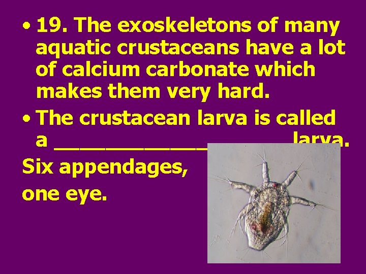  • 19. The exoskeletons of many aquatic crustaceans have a lot of calcium
