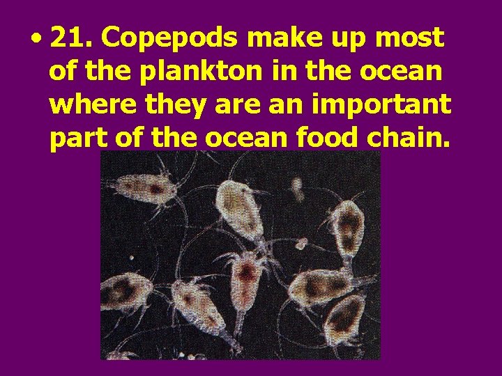  • 21. Copepods make up most of the plankton in the ocean where