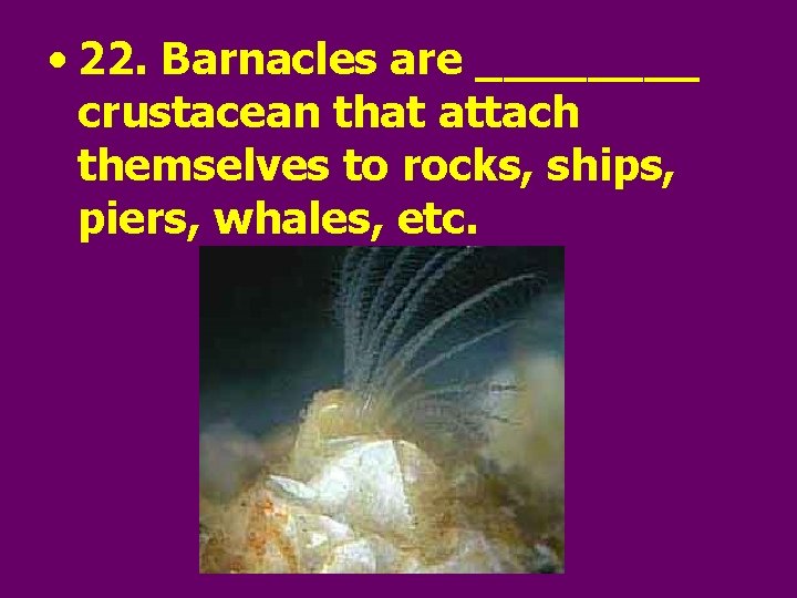 • 22. Barnacles are ____ crustacean that attach themselves to rocks, ships, piers,