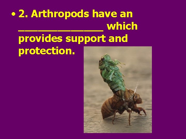  • 2. Arthropods have an _______ which provides support and protection. 