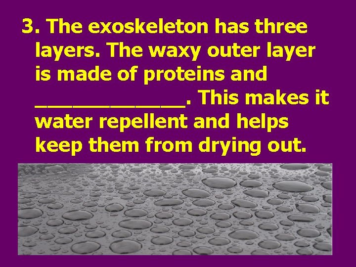 3. The exoskeleton has three layers. The waxy outer layer is made of proteins