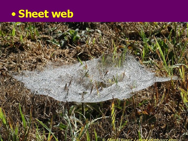  • Sheet web 