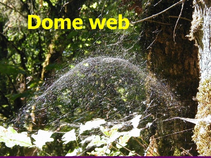 Dome web 